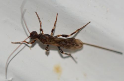 Réf. 297 318 : Wachsmannia spathiiformis